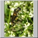 Macrophya montana - Blattwespe w02.jpg